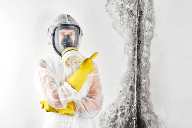 Why You Should Choose Our Mold Remediation Services in Newtown, PA